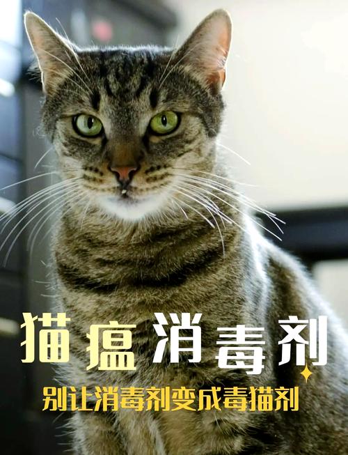 養貓家庭必備 如何選擇安全消毒劑？